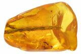 Fossil Thuja Twig (Pinales) & Mite (Acari) In Baltic Amber #142207-3